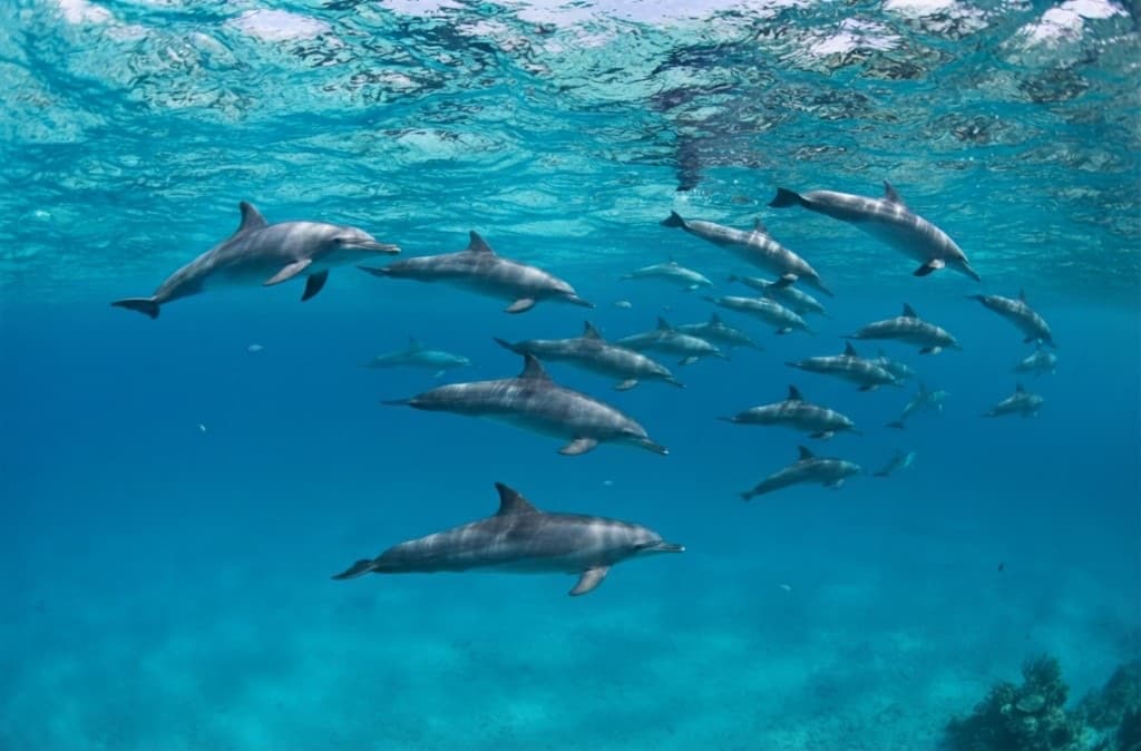 Escursione Mnemba Zanzibar: delfini in acque turchesi